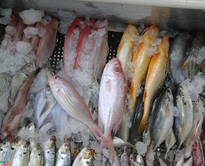 魚類配送